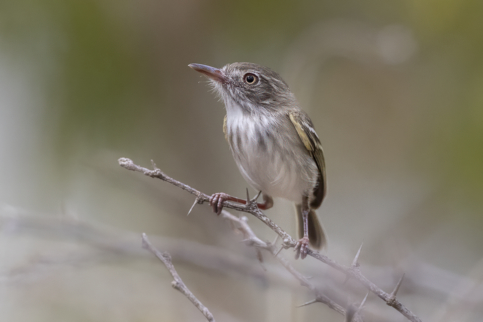 56Pearly-vented Tody Tyrant.jpg