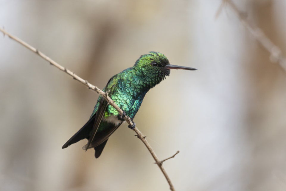 57Shining-green Hummingbird.jpg