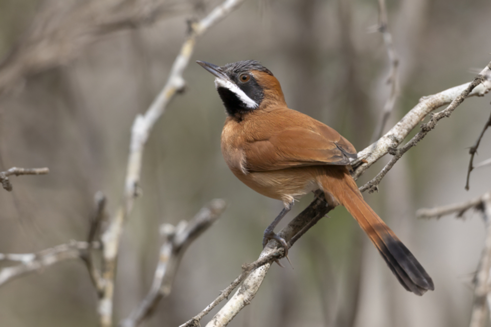 58White-whiskered Spinetail.jpg