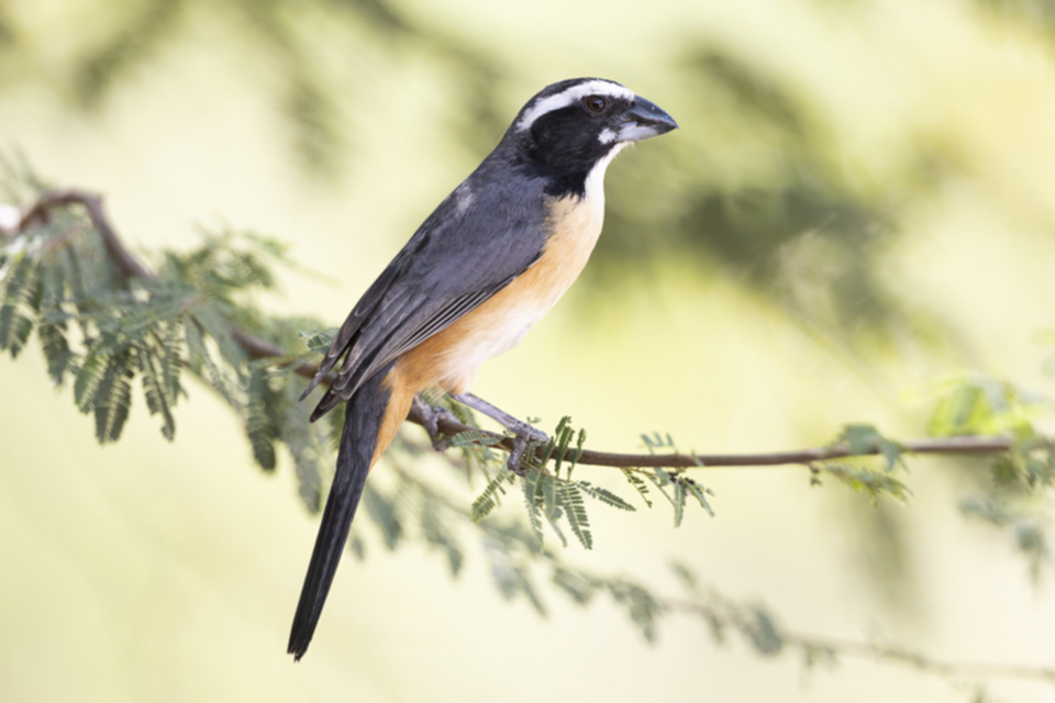 59Orinoco Saltator.jpg