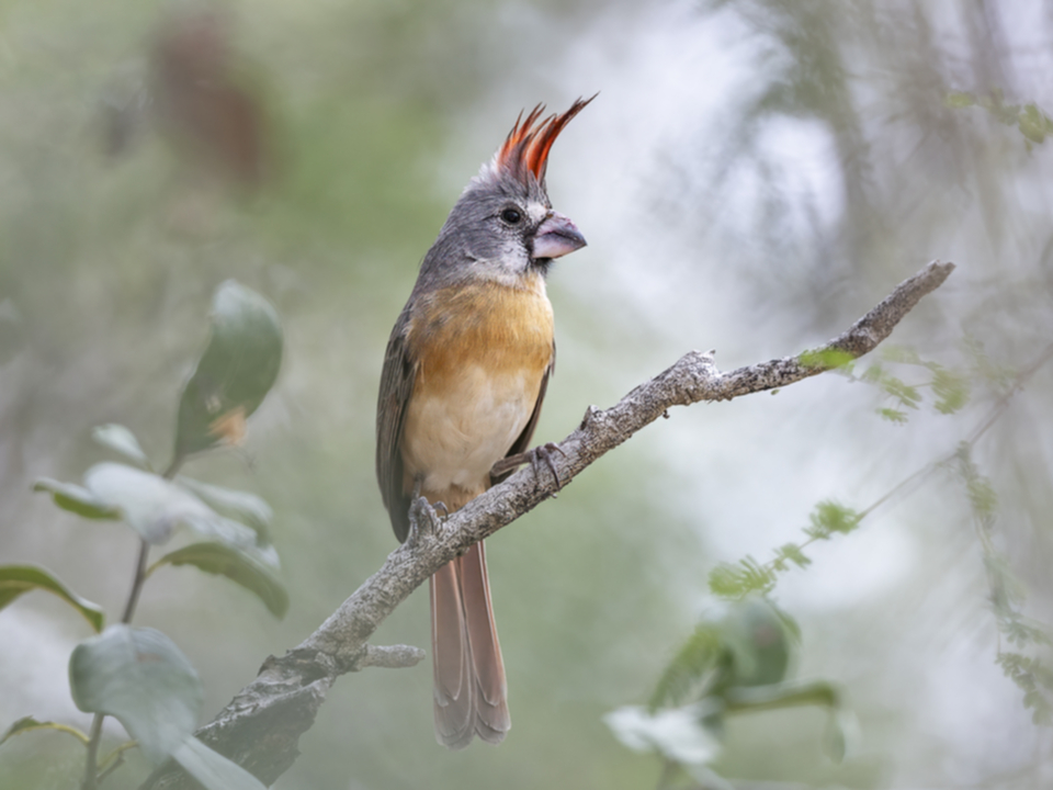61Vermillion Cardinal.jpg