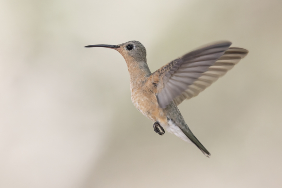 62Buffy Hummingbird.jpg