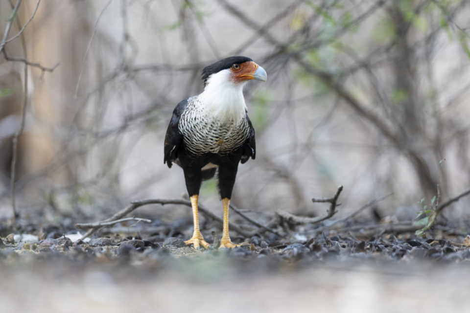 65Crested Caracara.jpg