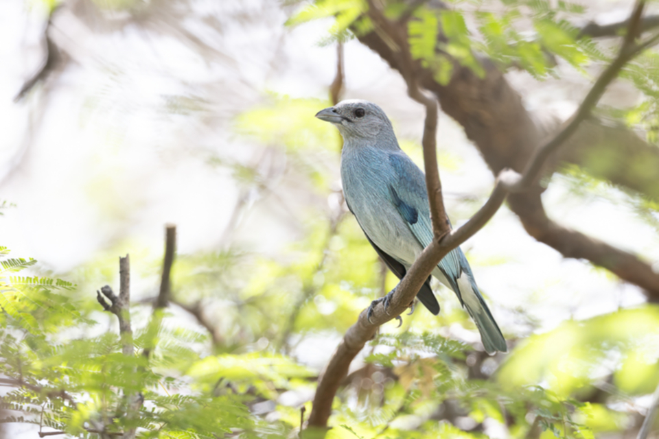 64Glaucous Tanager.jpg