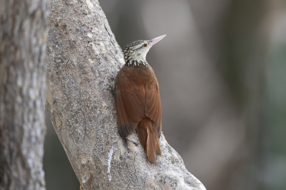 67Straight-billed Woodcreeper.jpg