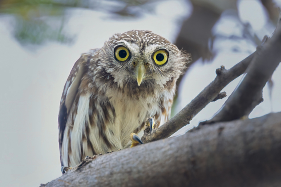68Ferruginous Pygmy Owl.jpg
