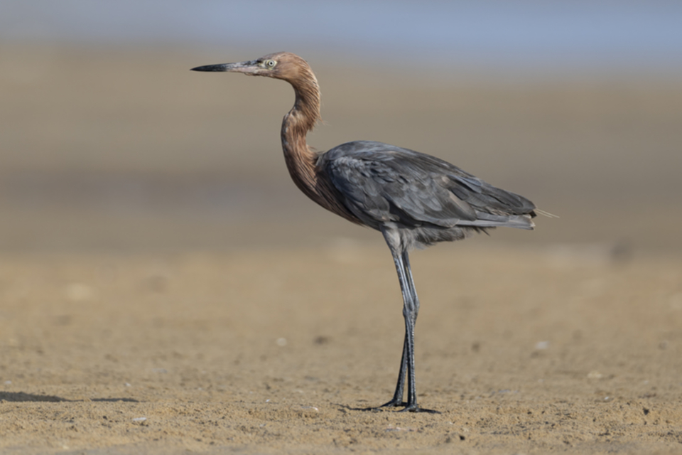 71Reddish Egret.jpg