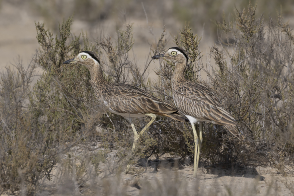 70Double-striped Thick-knee.jpg