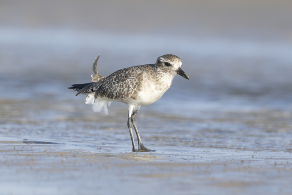 72Grey Plover.jpg