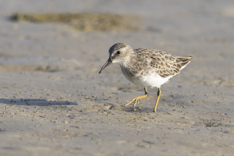 74Least Sandpiper.jpg
