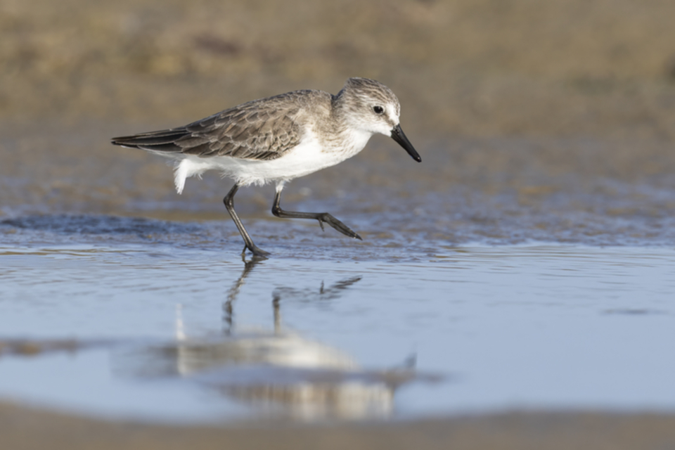 75Semipalmated Sandpiper.jpg