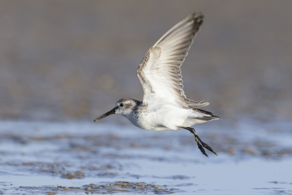 76Western Sandpiper.jpg