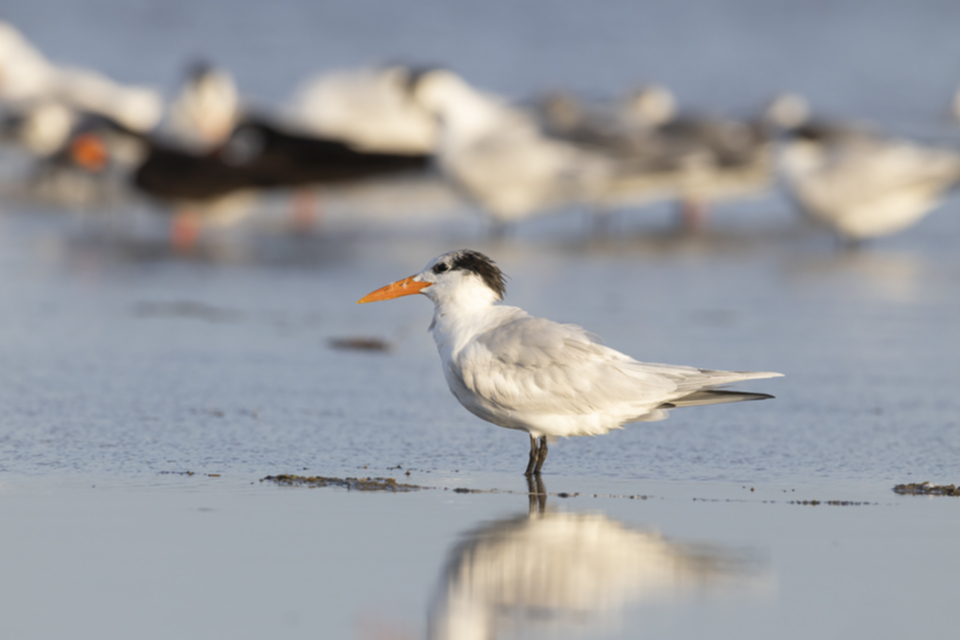 77Royal Tern.jpg