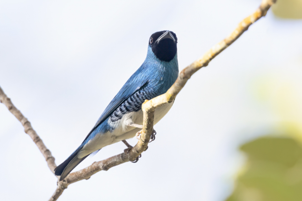 79Swallow Tanager.jpg