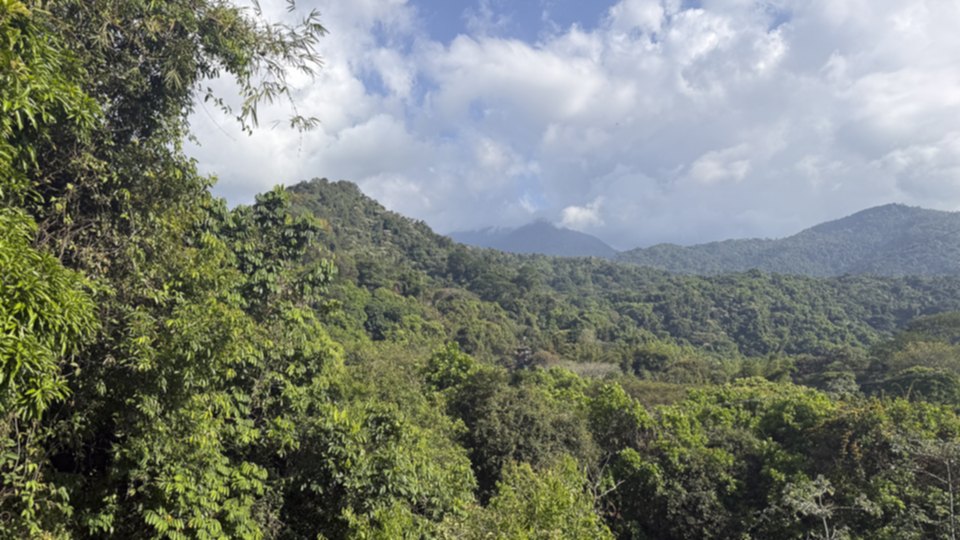 78Nebelwald bei Minca.jpg