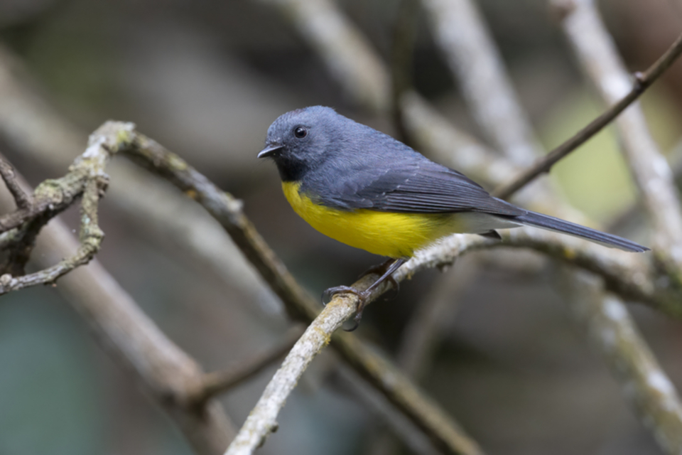 80Slate-throated Whitestart .jpg