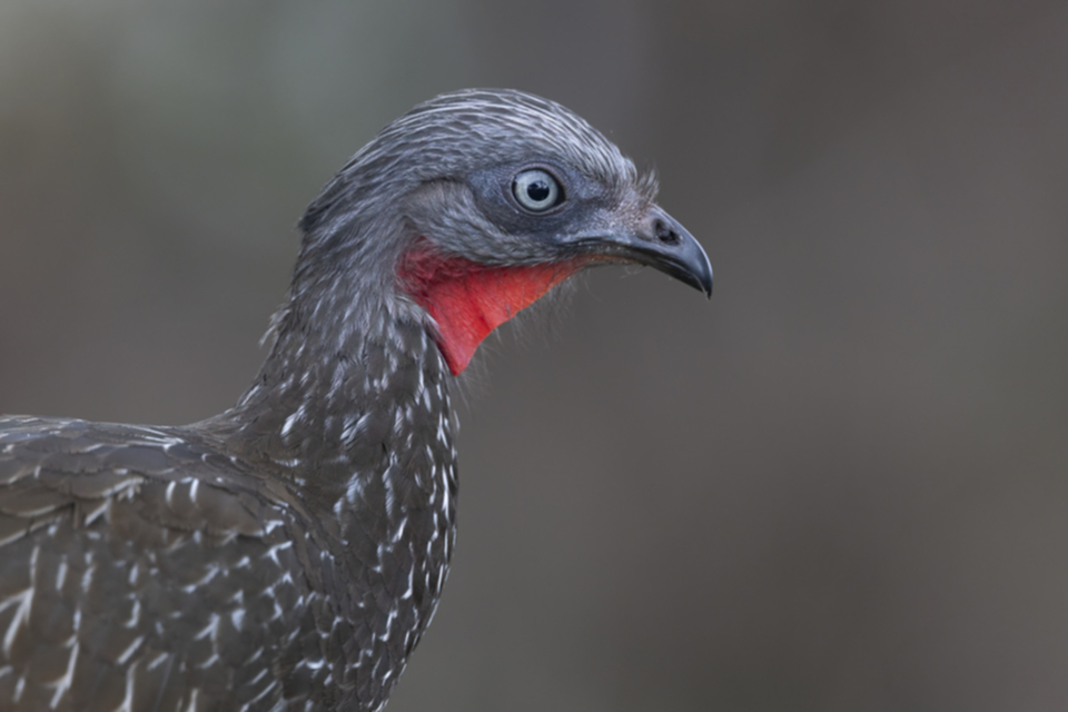 81Band-tailed Guan.jpg