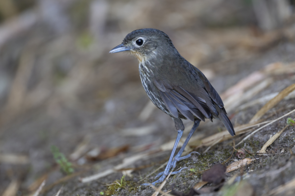 84Santa Marta Antpitta.jpg