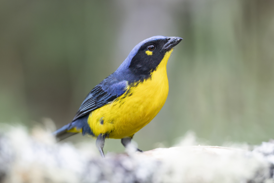 86Santa Marata Mountain Tanager.jpg
