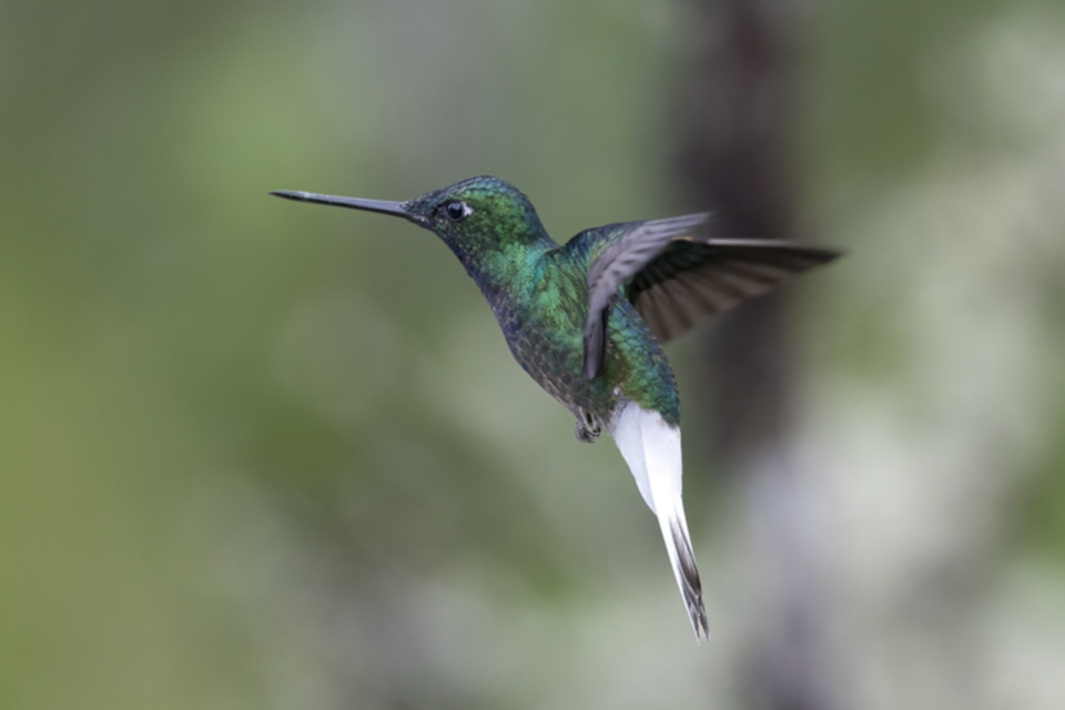 88White-tailed Starfrontlet.jpg