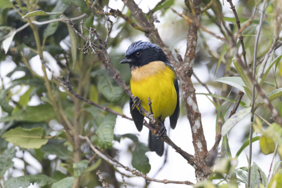87Carriker's Mountain Tanager.jpg