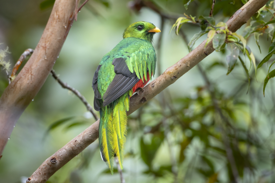 90White-tipped Quetzal .jpg