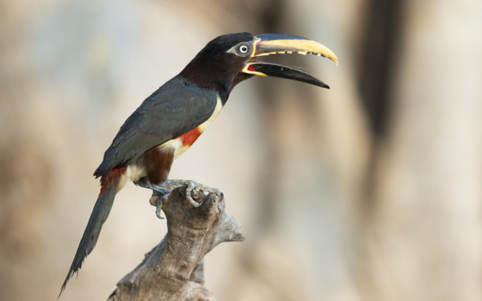 02Chetnut-eared Aracari.jpg
