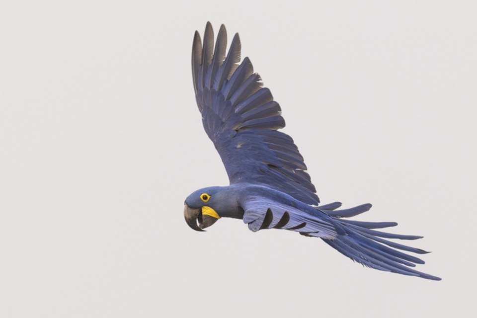 03Hyacinth Macaw.jpg