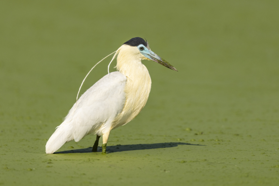 04Capped Heron.jpg