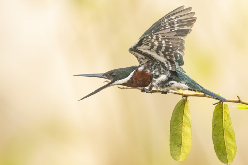 09Green Kingfisher.jpg