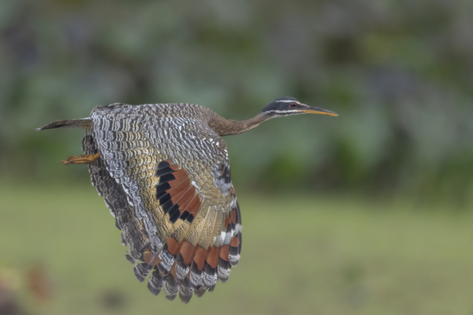 11Sunbittern.jpg