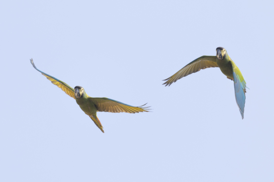12Golden collared Macaw.jpg