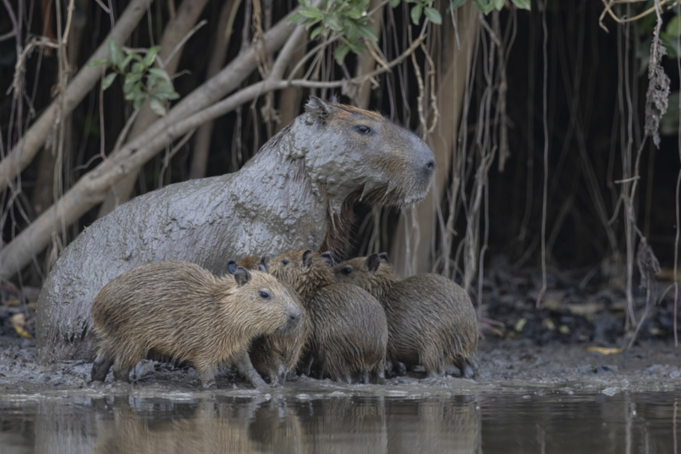 15Capybara.jpg