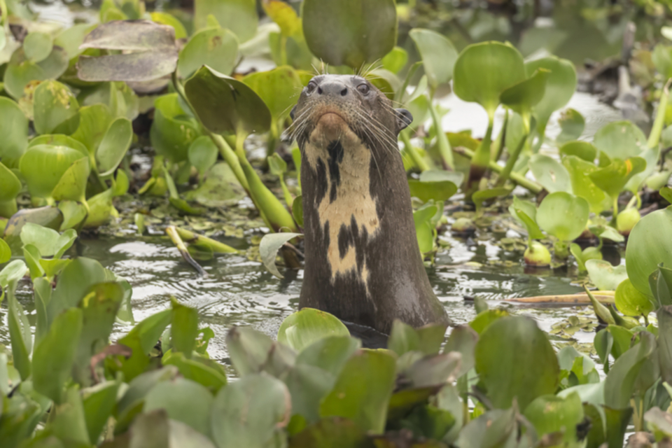 19Giant Otter.jpg