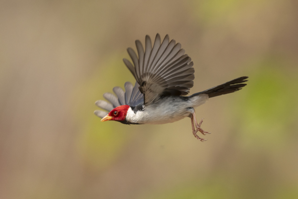 24Yellow-billed Cardinal.jpg