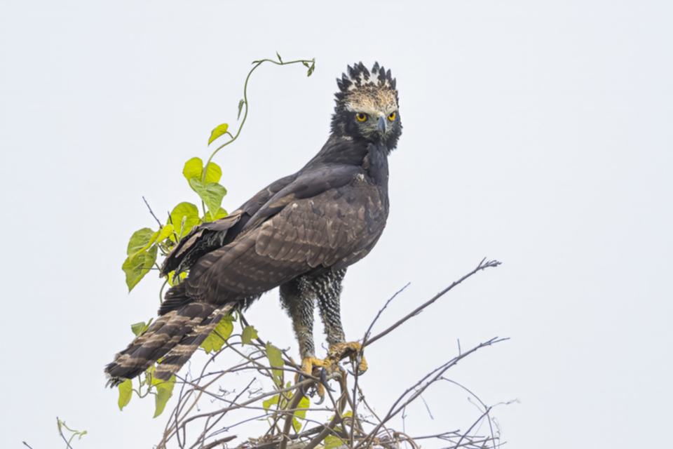 25Black Hawk Eagle.jpg