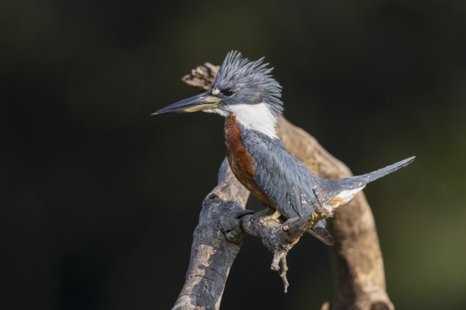 29Ringed Kingfisher.jpg