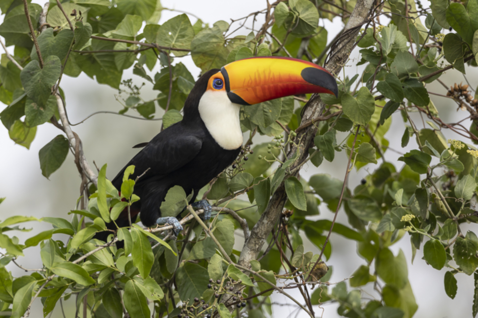 30Toco Toucan.jpg