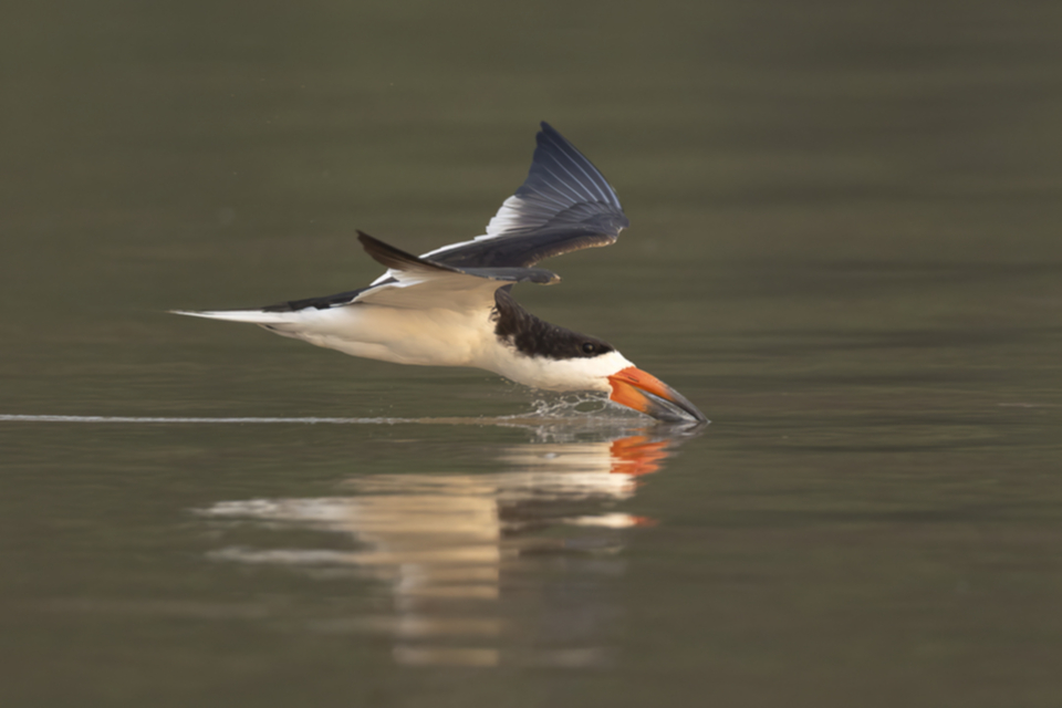 35Black Skimmer.jpg