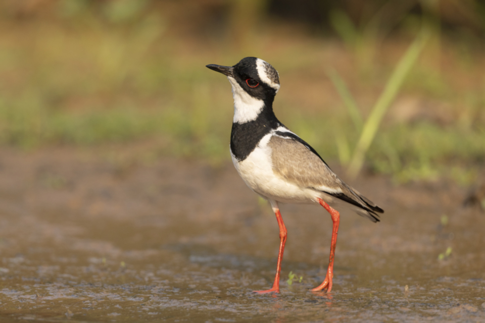 36Pied Plover.jpg