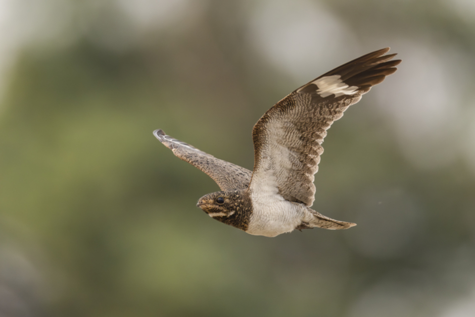 41Nacunda Nighthawk.jpg