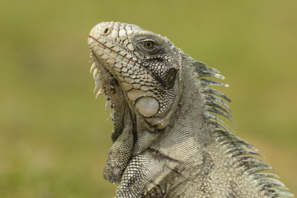 40Green Iguana.jpg