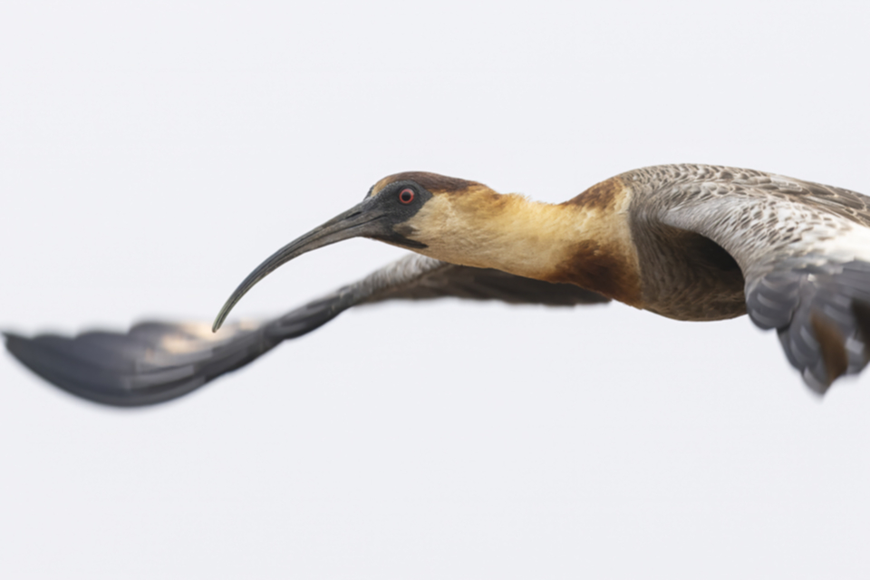 42Buff-necked Ibis.jpg