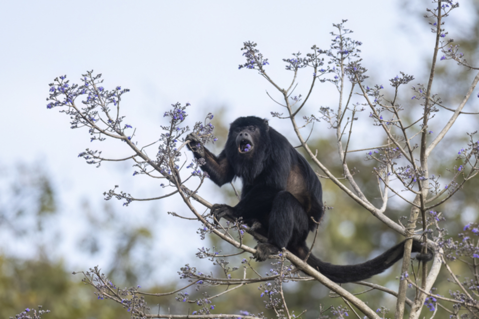 44Black and Gold Howler Monkey.jpg