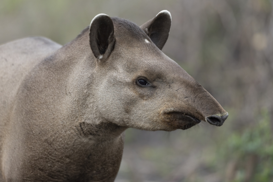 46Lowland Tarpir.jpg