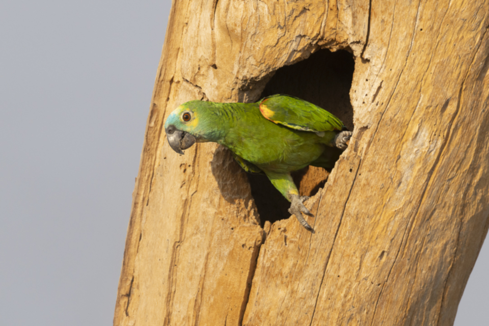 45Turquoise-fronted Amazon.jpg