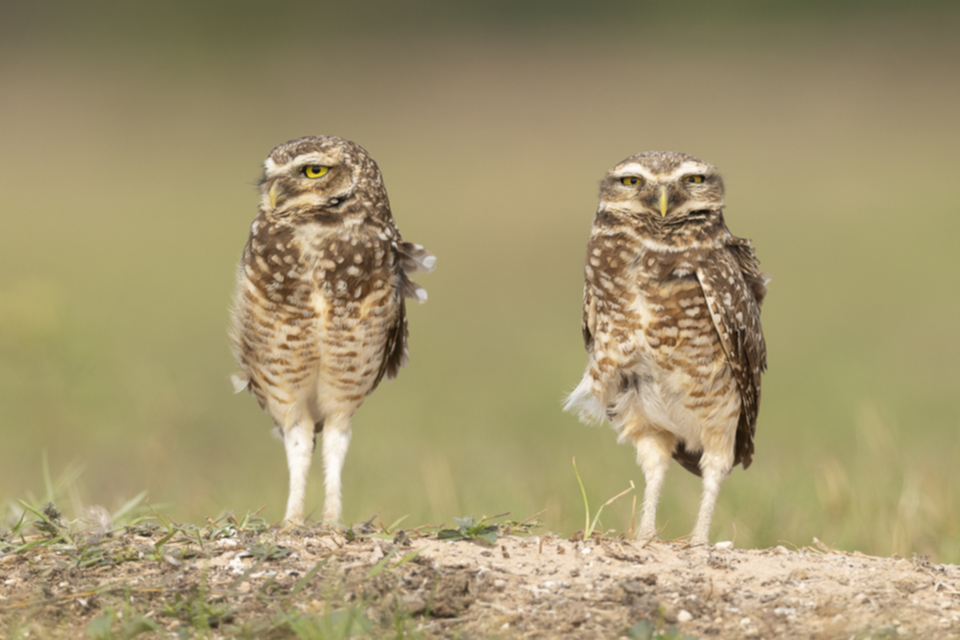 47Burrowing Owl.jpg