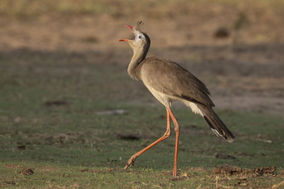 48REd-legged Seriema.jpg