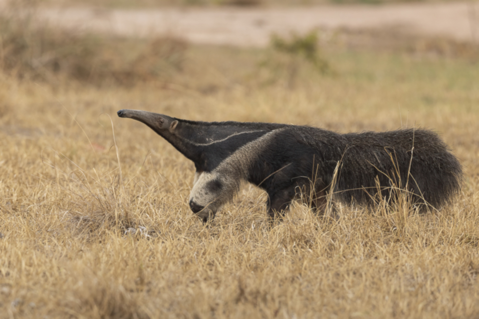 49Great Anteater.jpg
