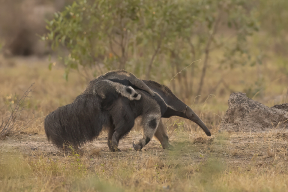 50Great Anteater.jpg